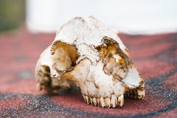 Skull of homeless animal, surviving dog. Skeleton bone head with teeth on street of village,old town. Dead stray, abandoned creatures. Death, sad, lonely,helpless pet dog, need rescue care