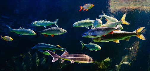 Various river fish swim in a large aquarium in the oceanarium
