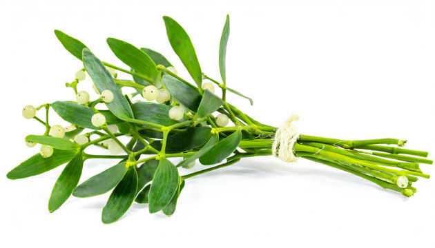 Mistletoe isolated on white background,  cutout 