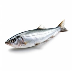 Fototapeta premium Pacific herring