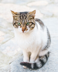 Homeless animals seek shelter. Surviving cat wander street of village,old town. Stray, abandoned creatures. Sad, lonely,helpless pets cats need rescue care. Desperate hope for home finding