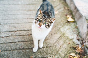 Homeless animals seek shelter. Surviving cat wander street of village,old town. Stray, abandoned creatures. Sad, lonely,helpless pets cats need rescue care. Desperate hope for home finding