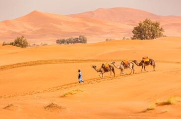 Fototapeta na wymiar caravan with camels in the desert