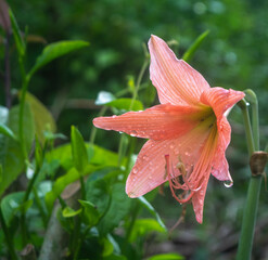 pink lily in the garden