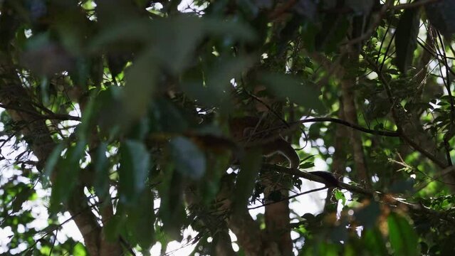 Cute little squirrel monkey jumping through the canopy of the tropical rainforest in the Cuyabeno wildlife reserve in the Amazon region of Ecuador.