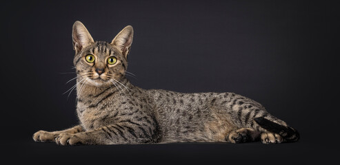 Beautiful Savannah cat, laying down side ways like sphynx. Looking towards camera. Isolated on a black background.