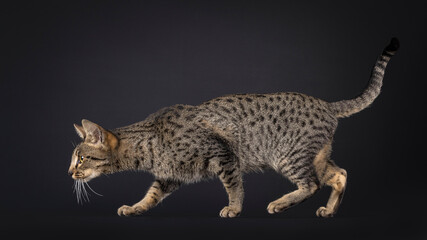 Beautiful Savannah cat, walking or hunting side ways. Looking straight ahead away from camera. Isolated on a black background.