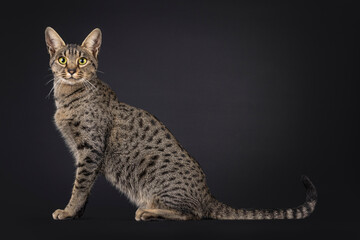 Beautiful Savannah cat, sitting up side ways. Looking towards camera. Isolated on a black...