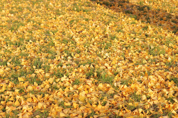 Close-up of gingo leaves that have fallen to the ground, selective focus. Yellow gingo leaves on the grass, autumn background. Change of season