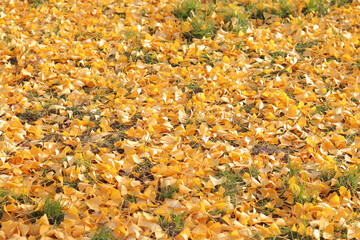 Close-up of gingo leaves that have fallen to the ground, selective focus. Yellow gingo leaves on the grass, autumn background. Change of season
