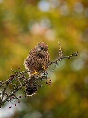 Kestrel Perched on a Branch