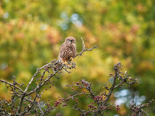 Kestrel Perched on a Branch