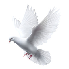 Flying dove isolated over transparent background