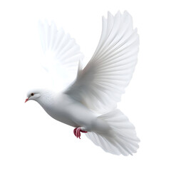 Flying dove isolated over transparent background 