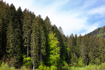 Forest landscape with tall trees, vibrant foliage, sunlight, and a peaceful atmosphere. Nature, woods, greenery, hiking, outdoor, adventure, natural beauty, scenery, scenic views.