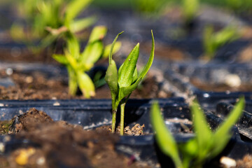 Green seedling. Plant, herb and vegetable. Nature photography.