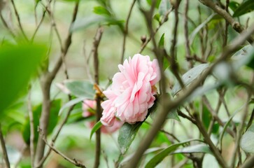 beautiful pink camellia
