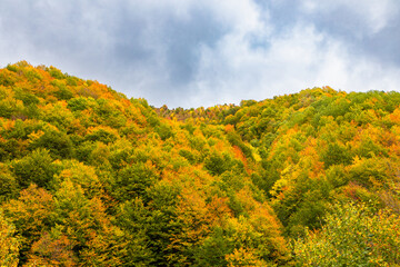 Fototapeta premium Warm autumn in the mountains covered with bright autumn trees. Colorful landscape.