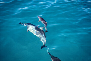 Dolphin Calf swimming with Momma in Hawaii 