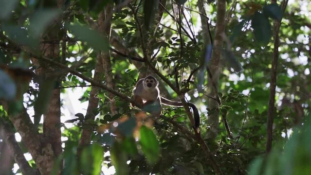 Cute little squirrel monkey jumping through the canopy of the tropical rainforest in the Cuyabeno wildlife reserve in the Amazon region of Ecuador.