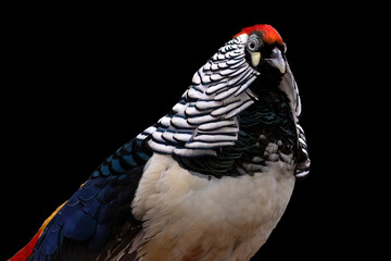 Lady Amherst Pheasant on a black background