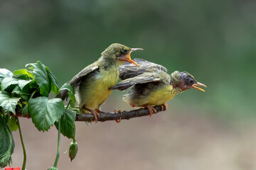 Olive-backed sunbirds on a tree branch