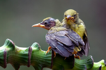 Olive-backed sunbirds on a tree branch