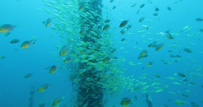 Flock herd of yellow Jack fish bait ball hiding from the shark. A fish swimming around the mast of a sunken ship. Seascape with schooling yellow Jack fish in the sunken ship of the Caribbean Sea