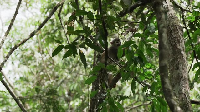 Cute little squirrel monkey jumping through the canopy of the tropical rainforest in the Cuyabeno wildlife reserve in the Amazon region of Ecuador.