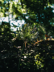 Fototapeta premium Agapanthus flower