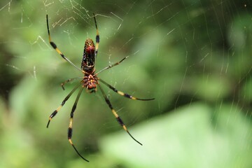 Close-up shot of a Golden silk orb-weaver spider on its web