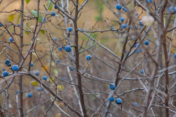 A blackthorn bush with tasty berries growing on its thorny branches. sloe. Prunus spinosa.  Kreminna Nature Reserve, Lugansk reg., Ukraine.