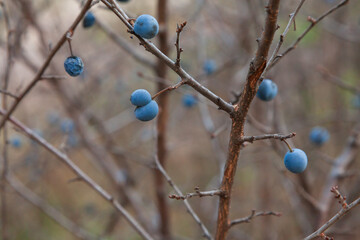 A blackthorn bush with tasty berries growing on its thorny branches. sloe. Prunus spinosa.  Kreminna Nature Reserve, Lugansk reg., Ukraine.
