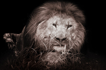 monochrome sepia low key portrait of a lion