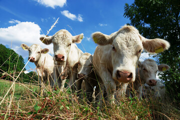 closeup portrait of five white funny cows