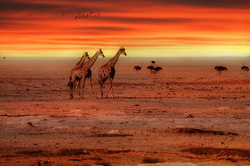 three giraffes at sunset in the namibian desert