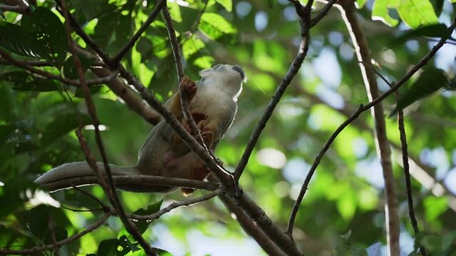 Cute little squirrel monkey jumping through the canopy of the tropical rainforest in the Cuyabeno wildlife reserve in the Amazon region of Ecuador.