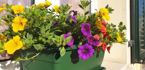 Panorama of yellow, violet and orange petunia flowers grow in a pot on the windowsill.