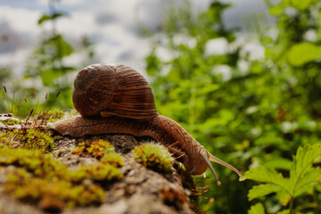 Garden Explorer: Giant Snail on a Green Stone