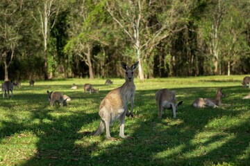 Group of kangaroos at Coombabah Park in Australia on a sunny day