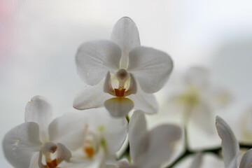 Fototapeta na wymiar Ethereal Elegance: White Orchid Blossom
