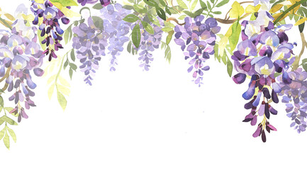 Wisteria flowers background. Blooming purple flowers with copy space. Garden spring blossom flowers. Asian flowers banner.