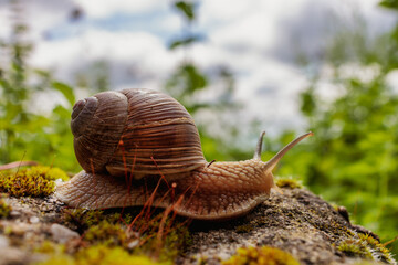 Close-up of Vineyard Snail in Green Garden on Stone