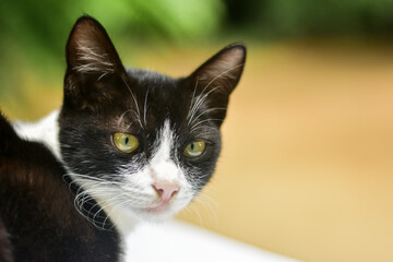 "Adorable black & white kitten: playful, charming, and full of innocence. Perfect for pet lovers & cozy themes."