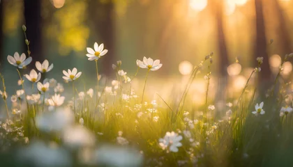 Photo sur Plexiglas Prairie, marais dream fantasy soft focus sunset field landscape of white flowers and grass meadow warm golden hour sunset sunrise time bokeh tranquil spring summer nature closeup abstract blurred forest background