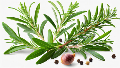 fresh green organic rosemary leaves and peper isolated on white background transparent background and natural transparent shadow ingredient spice for cooking collection for design