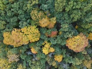 Top view of an autumnal dense forested area with colorful trees