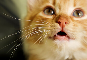 Nose and whiskers of a ginger kitten looking up with an open mouth