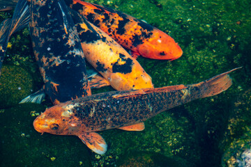 carp fish in aquarium