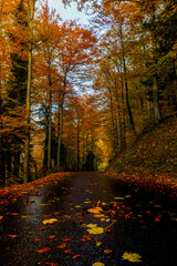 Herbstfarben in den schweizer Alpen auf einem Waldweg - 676541393